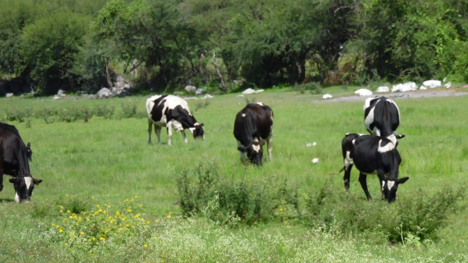 Vacas - Producción de leche